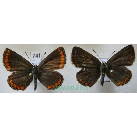 Aricia agestis (Denis & Schiffermüller, 1775) pair Poland74f